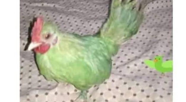 Nem sikerült a csalás, senki nem vette meg a papagájzöldre festett tyúkot