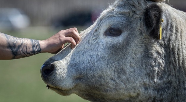 Bélgázadó Dániában, a klímasemlegesség jegyében