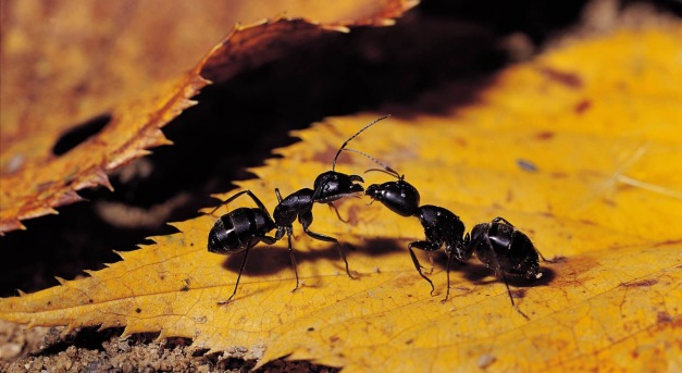 A hangyák diagnosztizálnak és kezelik a sérüléseket