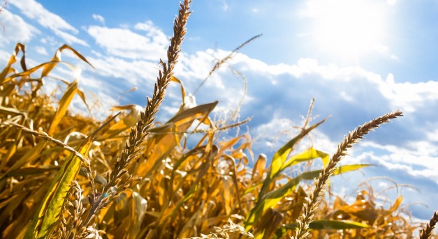 Csapadékhiány, sokkoló adatok és borús kilátások az agráriumban