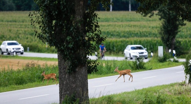 Hatékony vadriasztó prizmák az utakon